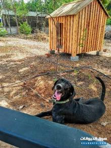 كلب لابرادور للبيع