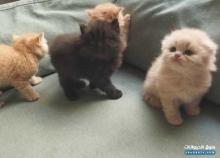 قطط بعمر شهرين ألوان نادرة سكوتش فولد وبريتيش Rare Color Scottish Fold British Kittens