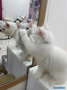 ثلاث قطط للبيع لحق ماتلحق