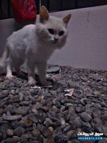 بيع قطه من النوع الفارسي