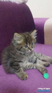 قطة شيرازية جميلة